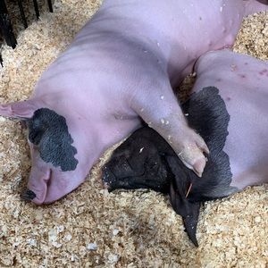 Meet your Posher, Craig